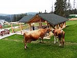 Cow and her heifer at Bolboci Chalet