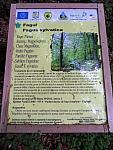 Information panel describing the Common Beech tree in Zănoaga Gorge