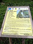 Information panel describing the Norway Spruce tree in Zănoaga Gorge